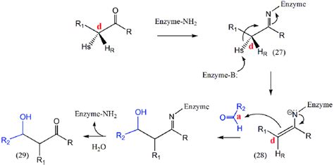 Enzymatic reaction mechanism of type I aldolases Note: After a Schiff ...