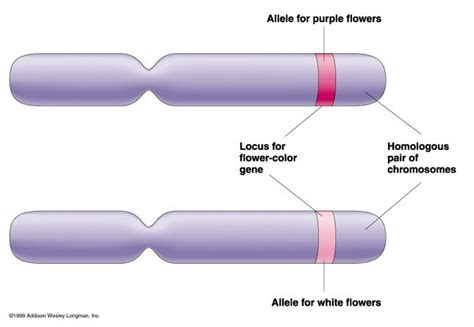 Locus: the location of a gene on a chromosome | 2014 Science Olympiad ...