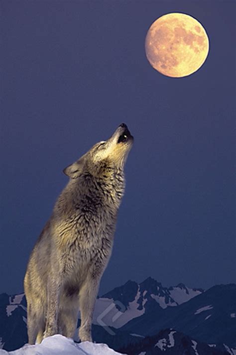 Gray Wolf Howling at the Moon - Athena Posters