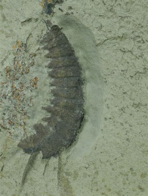 Anomalocarissaron Fossil