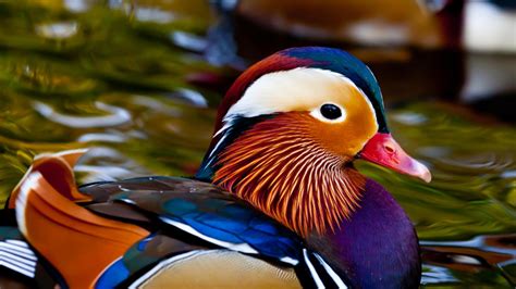 The most beautiful duck in the world. | Facts.DinoAnimals.com