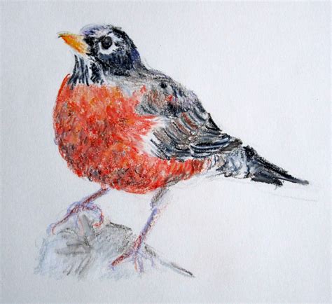 Red Robin Bird Drawing at GetDrawings | Free download