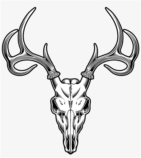 Deer Skull Drawing Png Pngtree Offers Deer Skull Clipart Png And | The ...