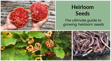 Heirloom Seeds: The Ultimate Guide to Heirloom Garden Seeds