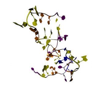 What is an Aptamer? – Aptamers and SELEX – Base Pair Biotechnologies