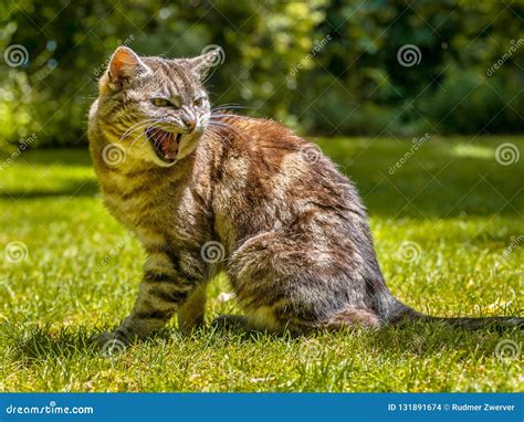 Yelling Cat Stock Photos - Download 238 Royalty Free Photos