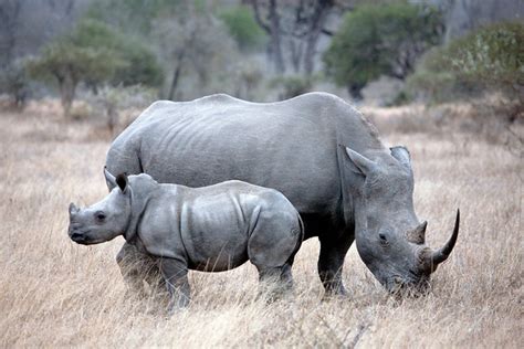 Mother and Baby Rhino | Flickr - Photo Sharing!