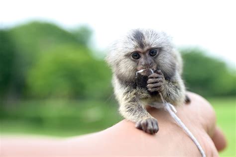 Common Marmoset Monkey