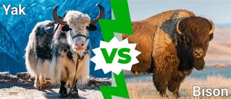 Yak vs Bison: 4 Key Differences Explained - IMP WORLD