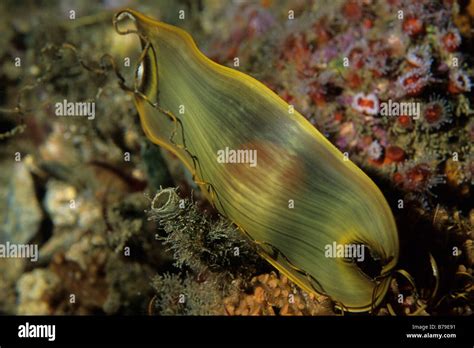 Swellshark egg hi-res stock photography and images - Alamy