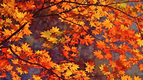 Fall Leaves Background - WallpaperSafari