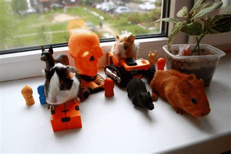 Different Cage Accessories To Keep Your Guinea Pig Happy