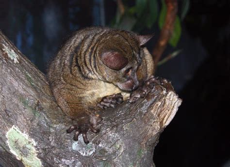 Galagonidae - bushbabies, galagos | Wildlife Journal Junior