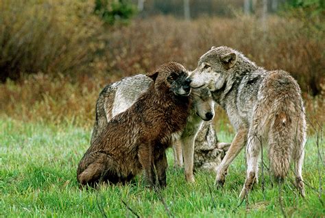 DID YOU KNOW? Wolves are intensely social and devoted to family ...