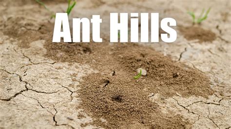 Ant Hills: Exploring to the Homes of Ants | Killroy Pest Control