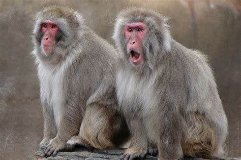 The Japanese macaque -also known as the snow monkey, is a terrestrial ...