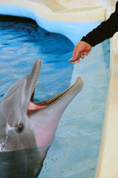 Dolphin Diet - JHU Engineering Magazine