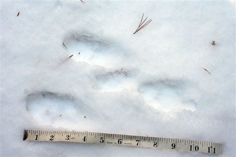 Snowshoe Hare Tracks | MyNature Apps