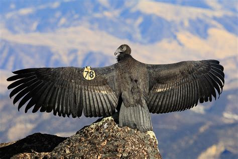 California Condors - Sequoia & Kings Canyon National Parks (U.S ...