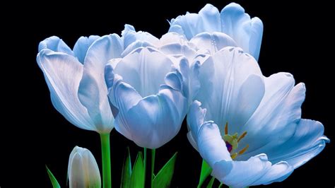 Beautiful blue tulips - backiee