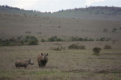 Habitat Loss | Threats | Save the Rhino International