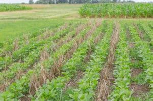 Tillage Types for Soybeans: Traditional, No-Till and Ridge-Till Methods ...