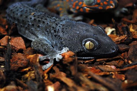 10 Terrific Tokay Gecko Morphs