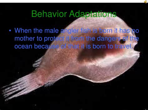 Anglerfish Adaptations - How do Angler Fish Survive? - SeaFish