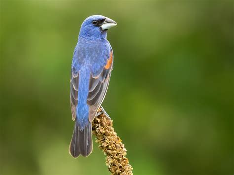 NestWatch | Blue Grosbeak - NestWatch