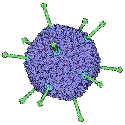 PDB-101: Molecule of the Month: Adenovirus