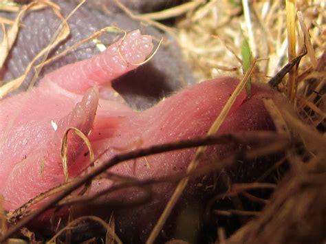 Blue Jay Barrens: Vole Nest