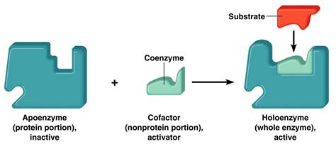 Enzymes | Biochemistry, Enzymes, Coenzyme