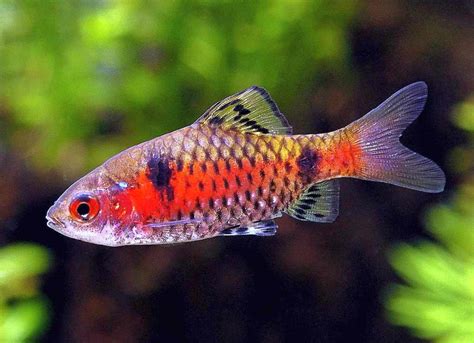 Odessa Barb (Puntius ticto) a.k.a. Scarlet Barb | Tropical Fish Keeping