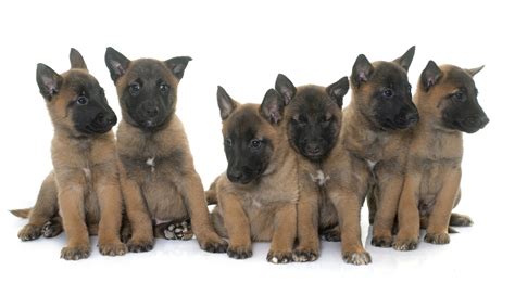 Belgian Malinois puppies - Royal Dog Academy