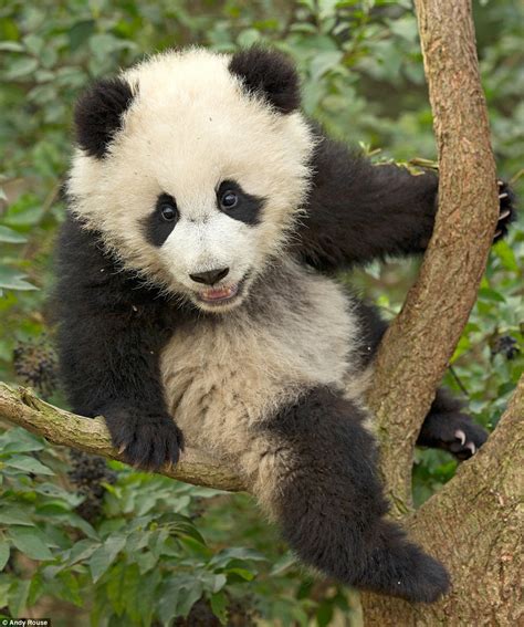 Panda cubs get to grips with climbing branches | Daily Mail Online