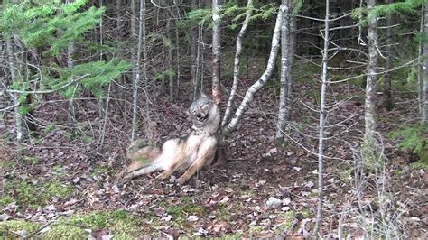 Coyote Snaring 2011 New Brunswick,Canada (HD) - YouTube