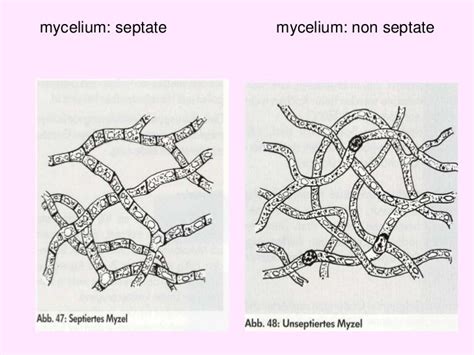 Blastospore - Alchetron, The Free Social Encyclopedia