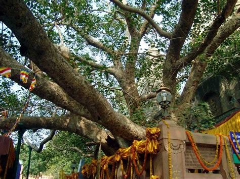 Bombings At The Bodhi Tree In Bodh Gaya, India - Business Insider