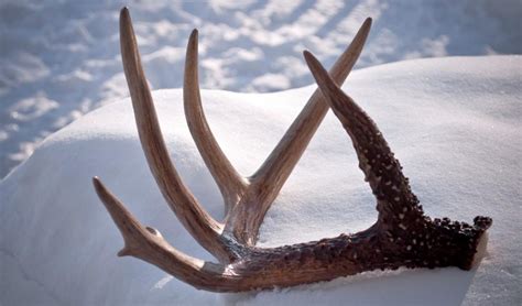 The magical allure of whitetail deer antlers • Outdoor Canada