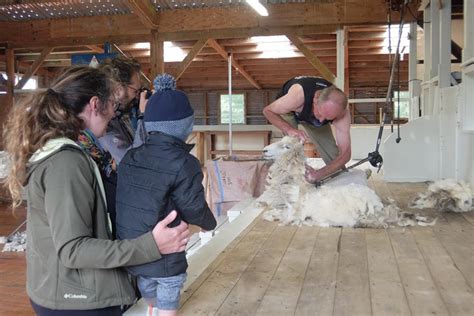 A True experience of New Zealand sheep shearing at The Point