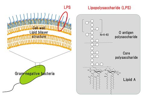 Structure and Function of LPS / What's LPS / Macrophi Inc. | LPS ...