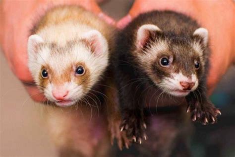 Ferret Breeds – Colors, Types, and Patterns | Our Fit Pets