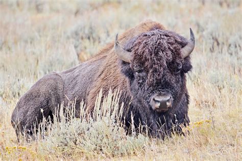 Yellowstone, Buffalo, Close Up, Laying Down | Sweet Breathing ...