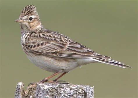 Skylark | Focusing on Wildlife