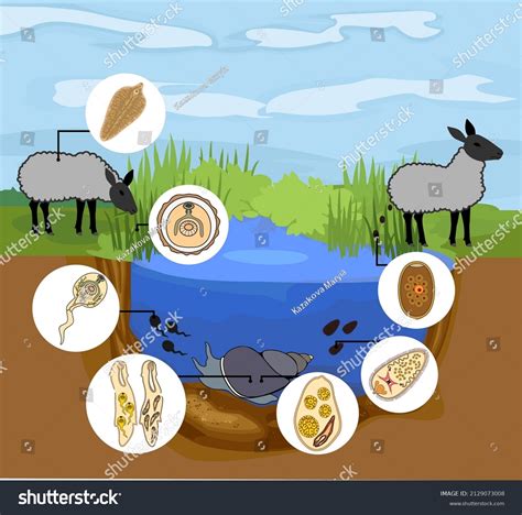 Life Cycle Sheep Liver Fluke Fasciola Stock Vector (Royalty Free ...