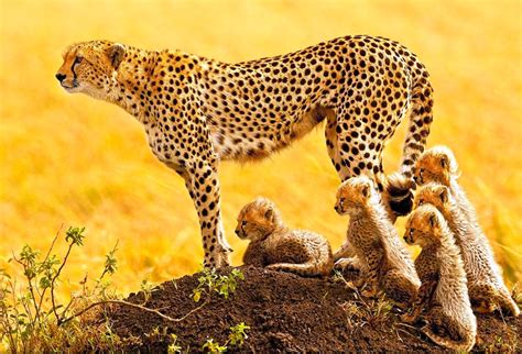 african cheetah family photo | One Big Photo