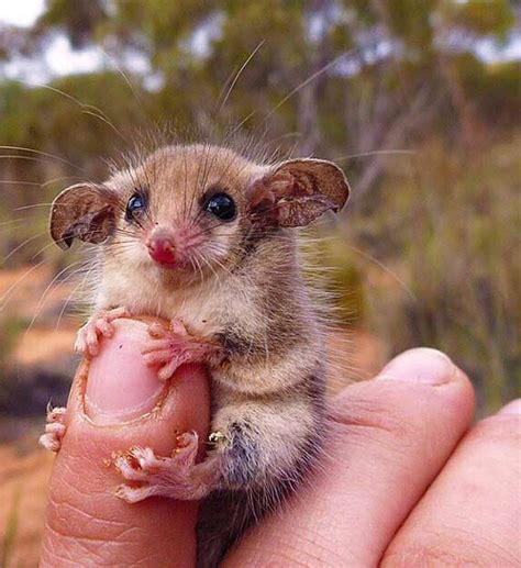 Western Pygmy Possum Facts: Profile, Traits, Teeth, Pet, Baby - Mammal Age