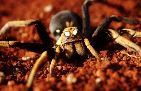 Spider facts - The Australian Museum