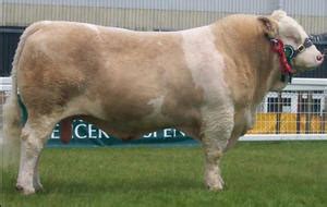 Simmental | The Cattle Site