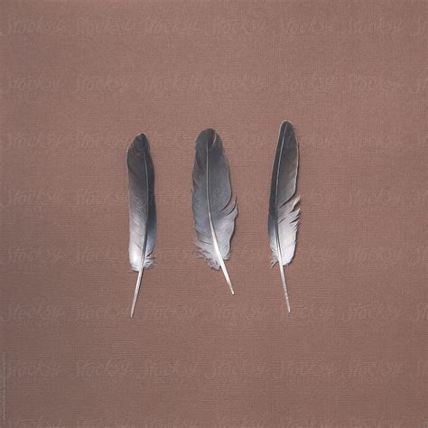 "Three Feathers" by Stocksy Contributor "Catherine MacBride" - Stocksy